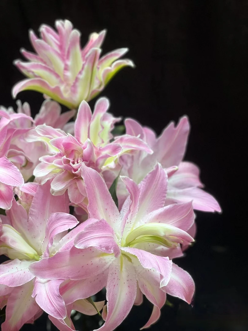 一首花卉（水蜜桃）重瓣百合，云南基地发货