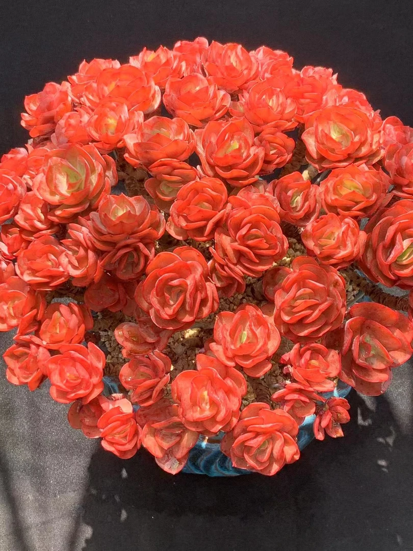 小江精品多肉植物2号链接一物一拍各种木质化悬崖妖桩手捧小萌物