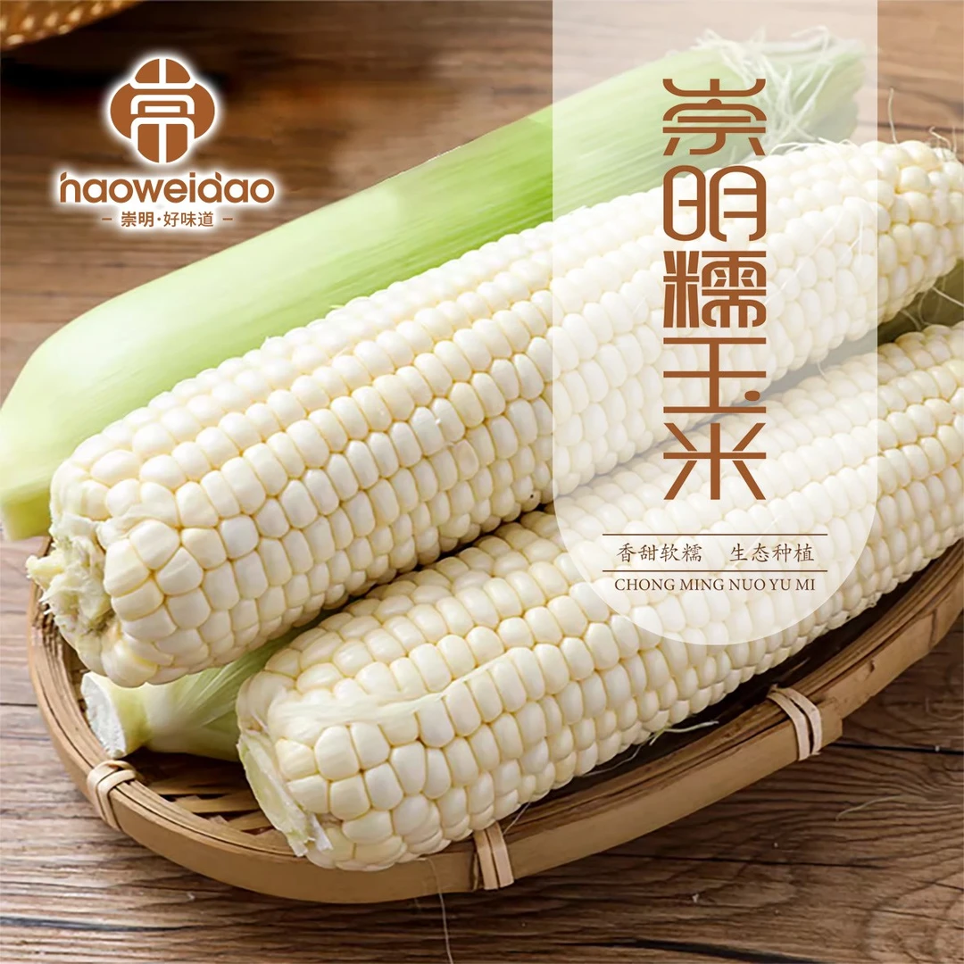 崇明好味道｜崇明露天白糯玉米新鲜香甜糯玉米5-10斤现掰现发新鲜