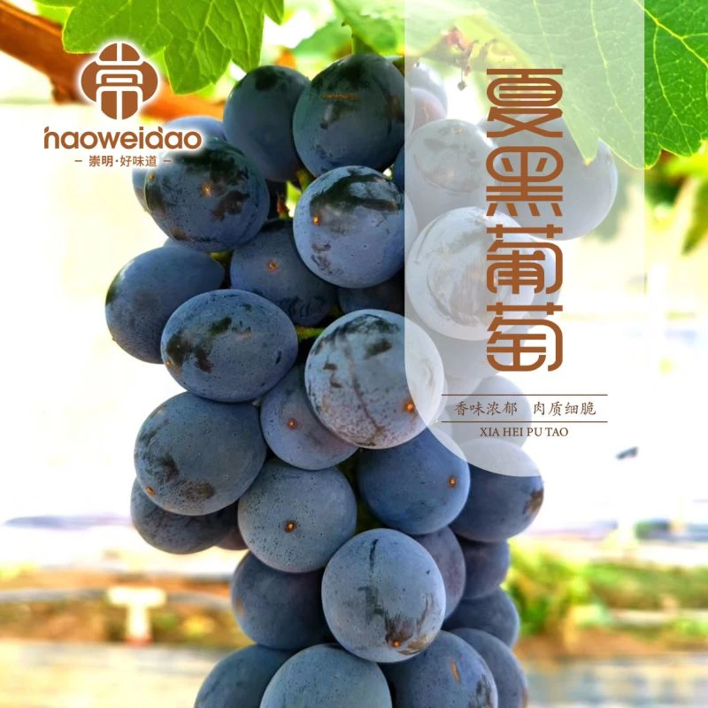 绿色认证崇明夏黑葡萄1.5-5斤现摘现发新鲜饱满孕妇水果多汁葡萄