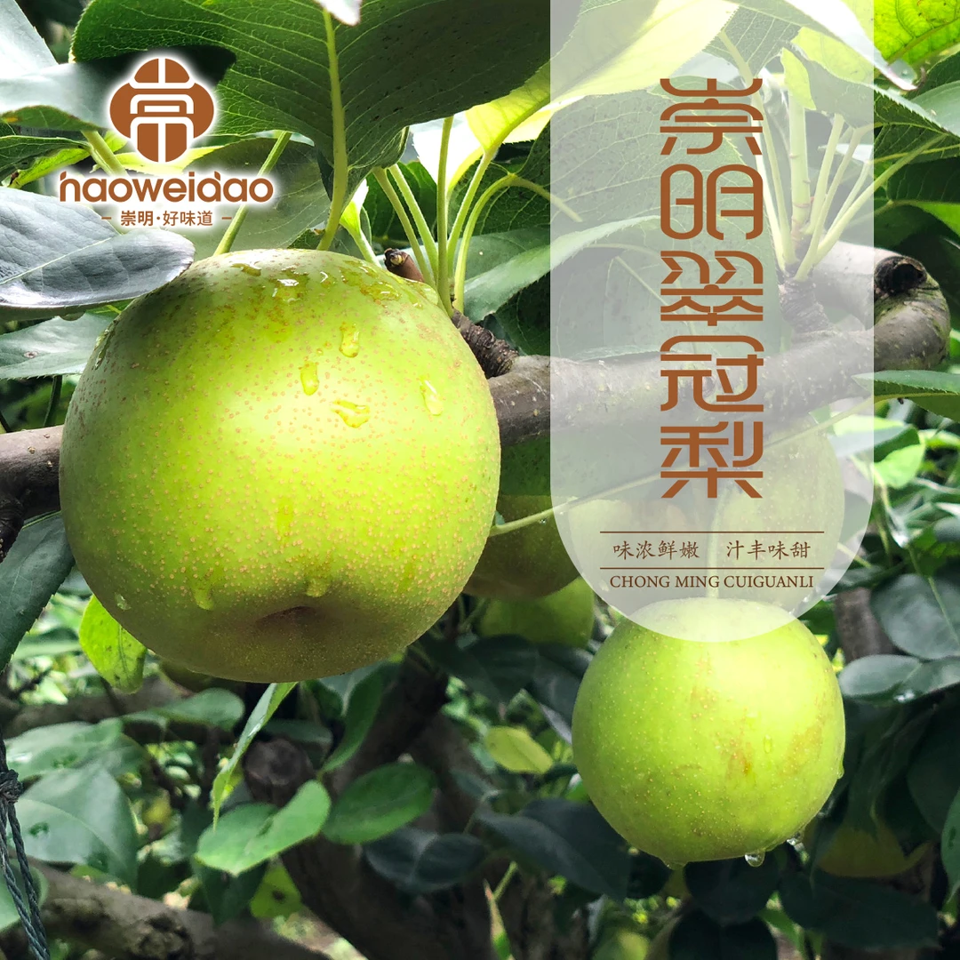 [豆豆姐专属]崇明翠冠梨10斤家庭装 绿色认证皮薄柔嫩汁水多 顺丰