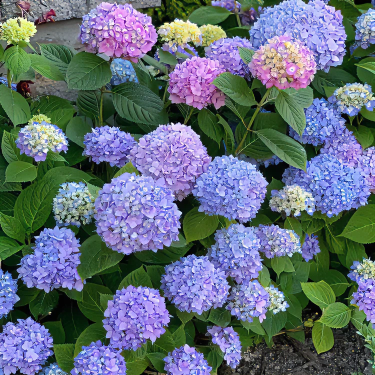 绣球花【无尽夏】新老枝开花盆栽地栽适合庭院阳台盆栽绿植多季开花