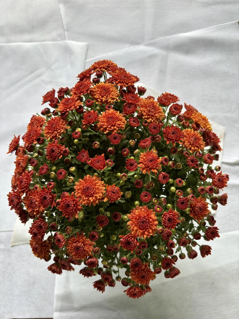 球菊千头菊（加仑盆）自然成形、易养好活爆花神器