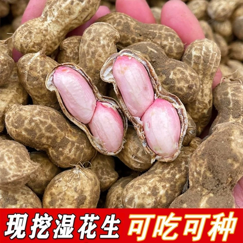 【颗粒饱满精品特级】2024年鲜花生带壳花生花生当季新鲜带泥花生