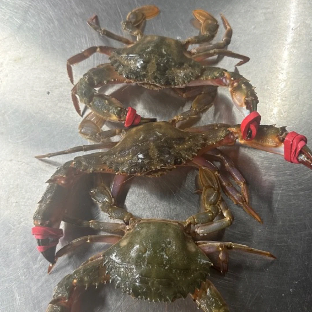 大连渤海湾野生花盖蟹保鲜不包活海鲜