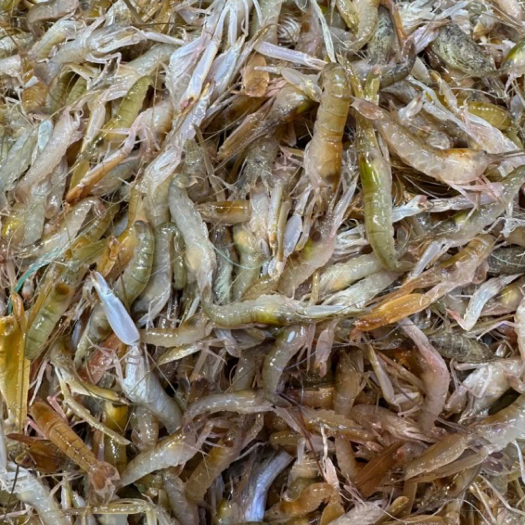 大连当地嘎巴虾，小虾品种嫌小别拍顺丰省内包邮