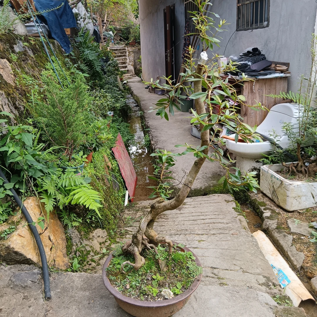 溪边红，映山红，国旗红，鸡血红，以直播间实物罗汉松展出为主盆景