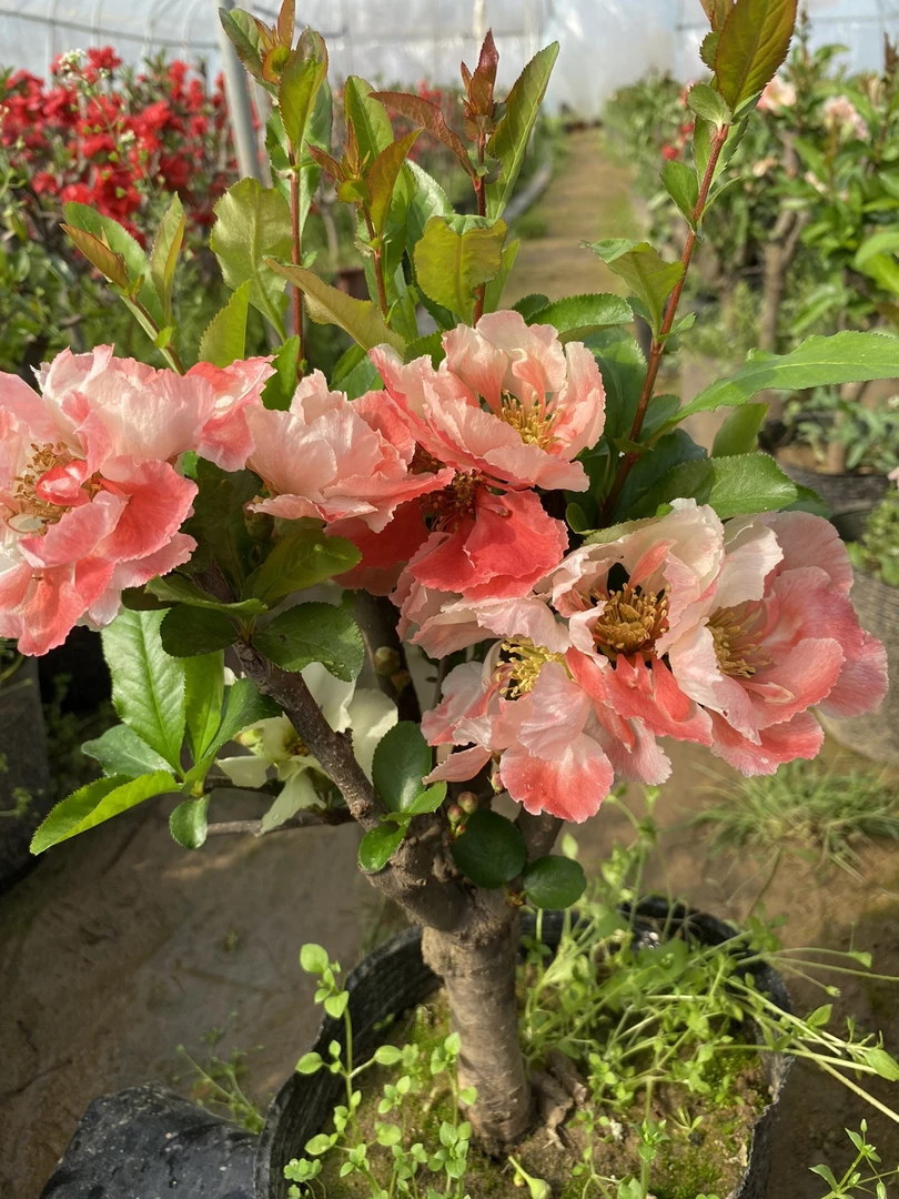 彩玉海棠开花渐变色