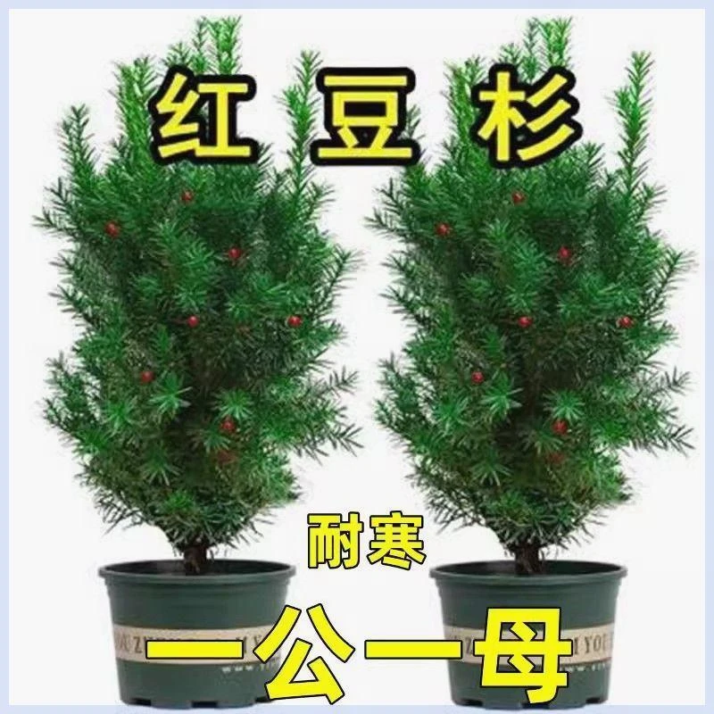 正宗红豆杉盆栽树苗曼地亚红豆杉绿植四季常青耐寒南北方四季栽植