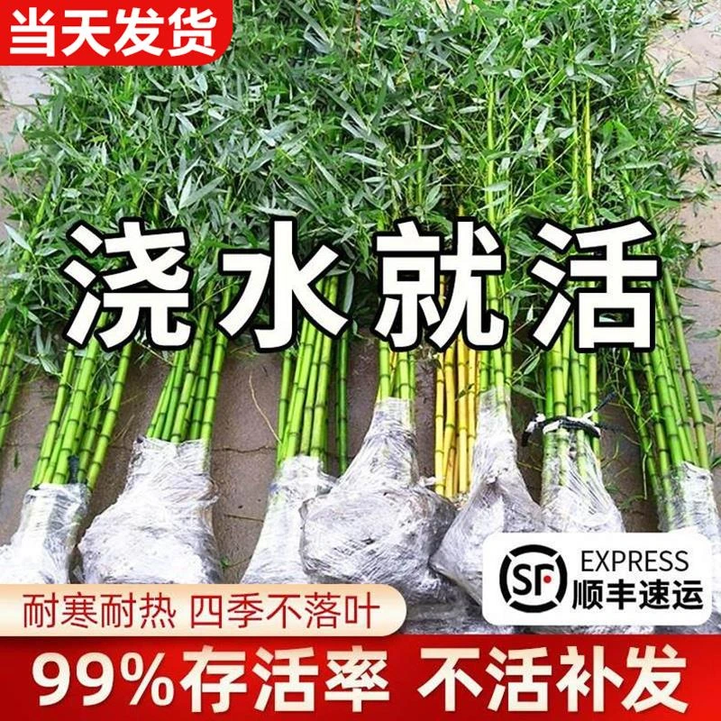 竹子苗庭院四季常青耐寒植物紫竹罗汉竹黄金竹室外地栽好养活绿植