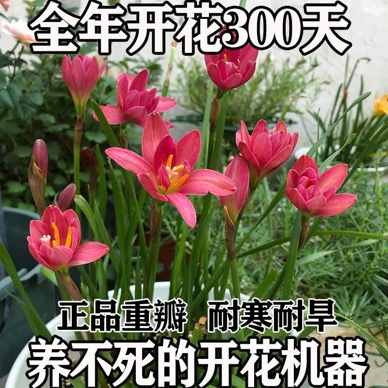 清香型四季开花重瓣风雨兰种球庭院阳台盆栽花卉植物好养易活韭兰