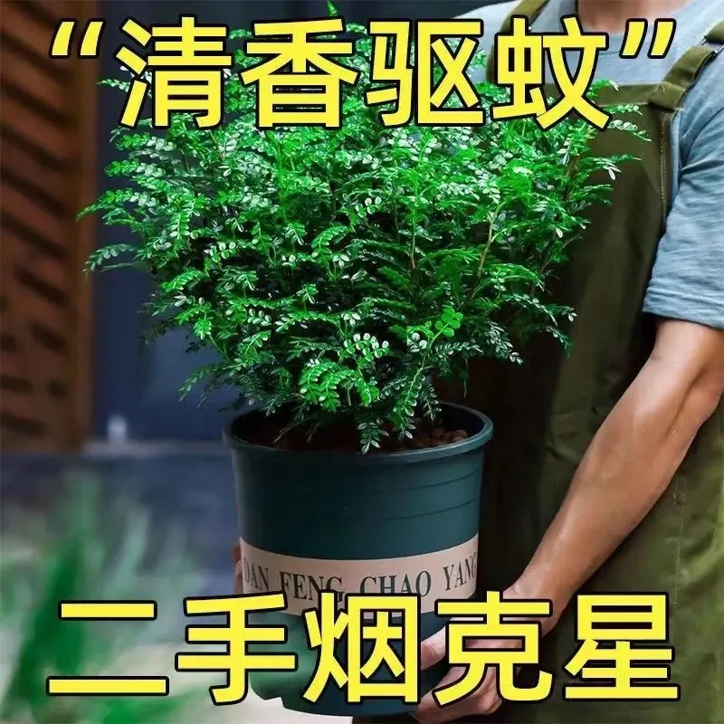 四季绿植清香胡椒木盆栽驱蚊驱虫花卉好养大全净化空气室内客厅花