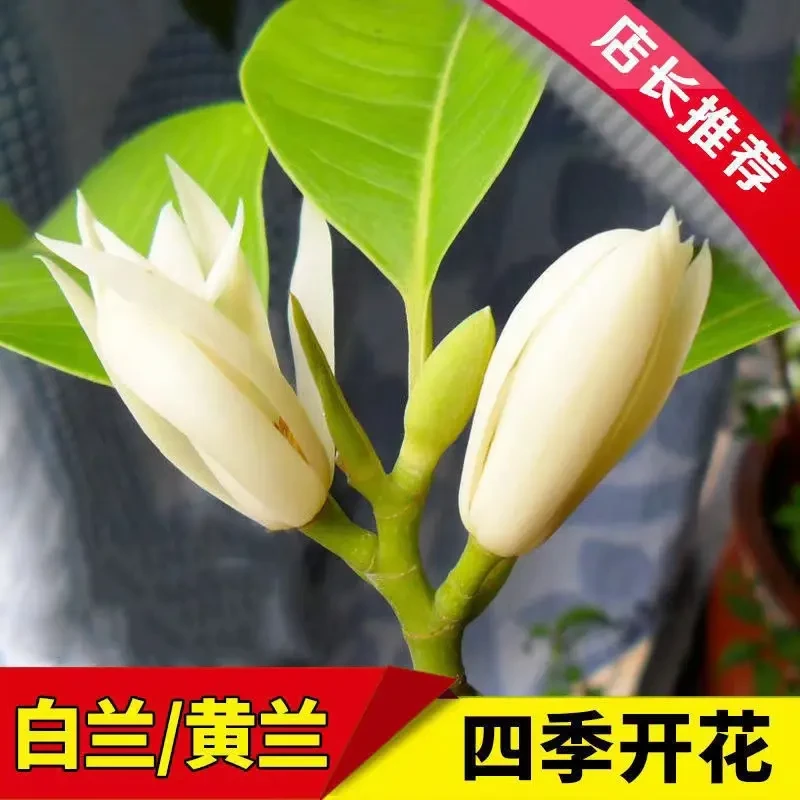 广东白玉兰白兰花盆栽黄角兰黄兰苗四季开花带花庭院阳台植物树苗