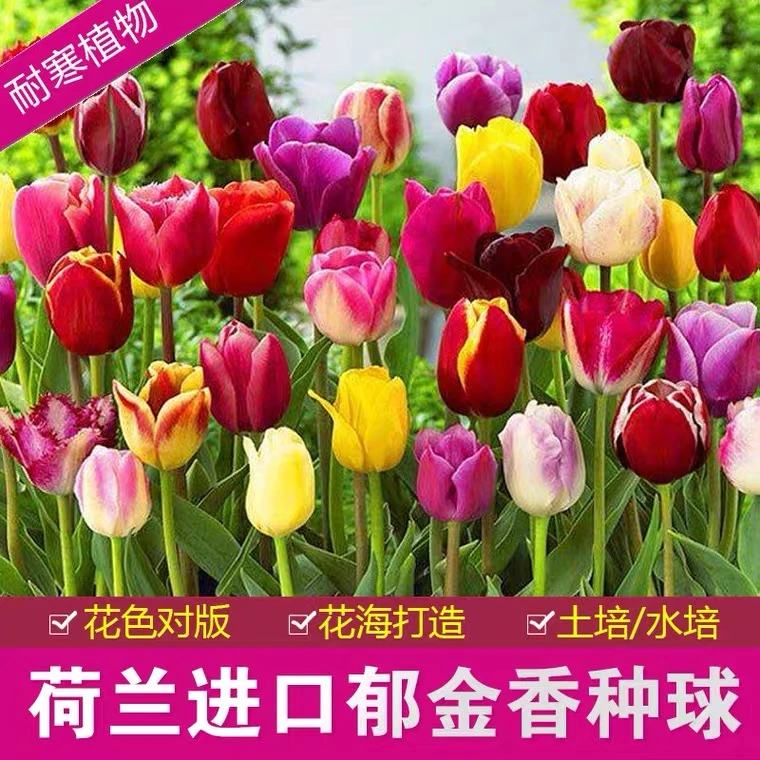 （拍十个送花盆）耐寒荷兰进口郁金香种球室内外水培植物盆栽包邮