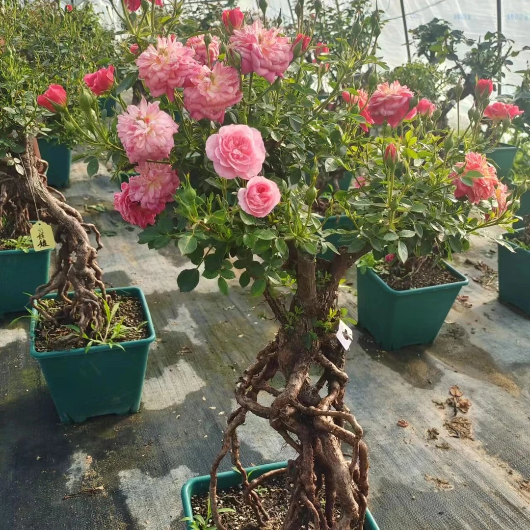 蔷薇花苗爬藤四季开花庭院藤本月季花苗大花爬墙植物花卉盆栽玫瑰
