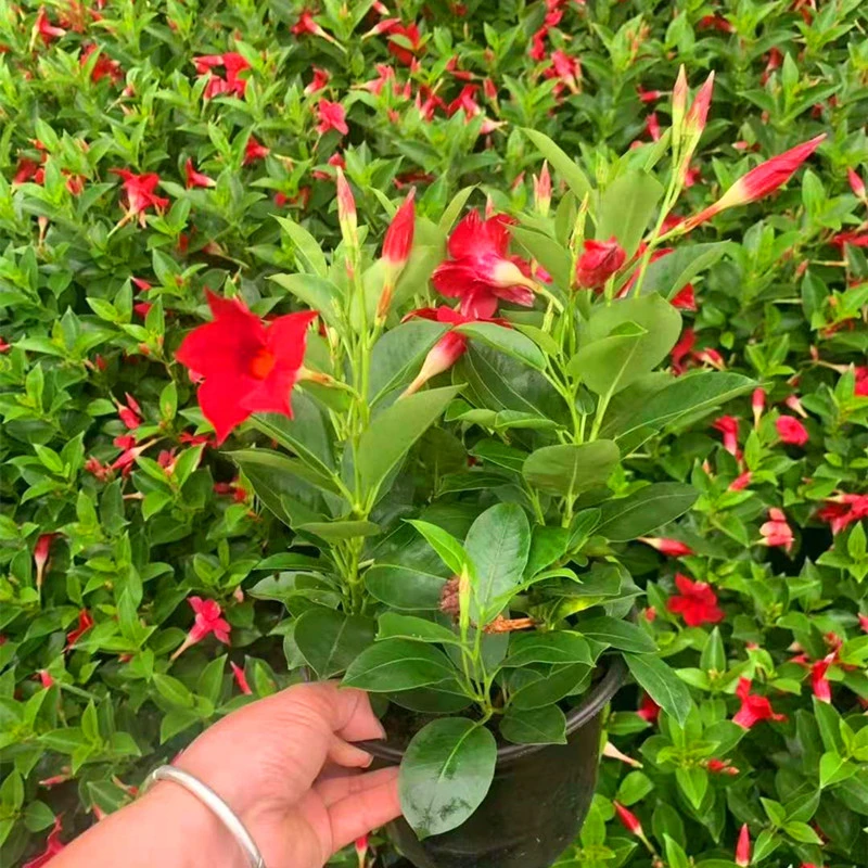 飘香藤大苗盆栽花苞双喜藤花卉爬藤开花植物庭院阳台