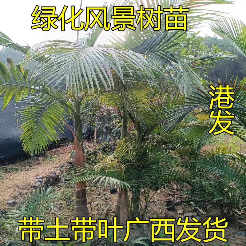 广西棕榈树苗假槟榔苗四季常青假槟榔树苗南北方庭院盆栽种植带土
