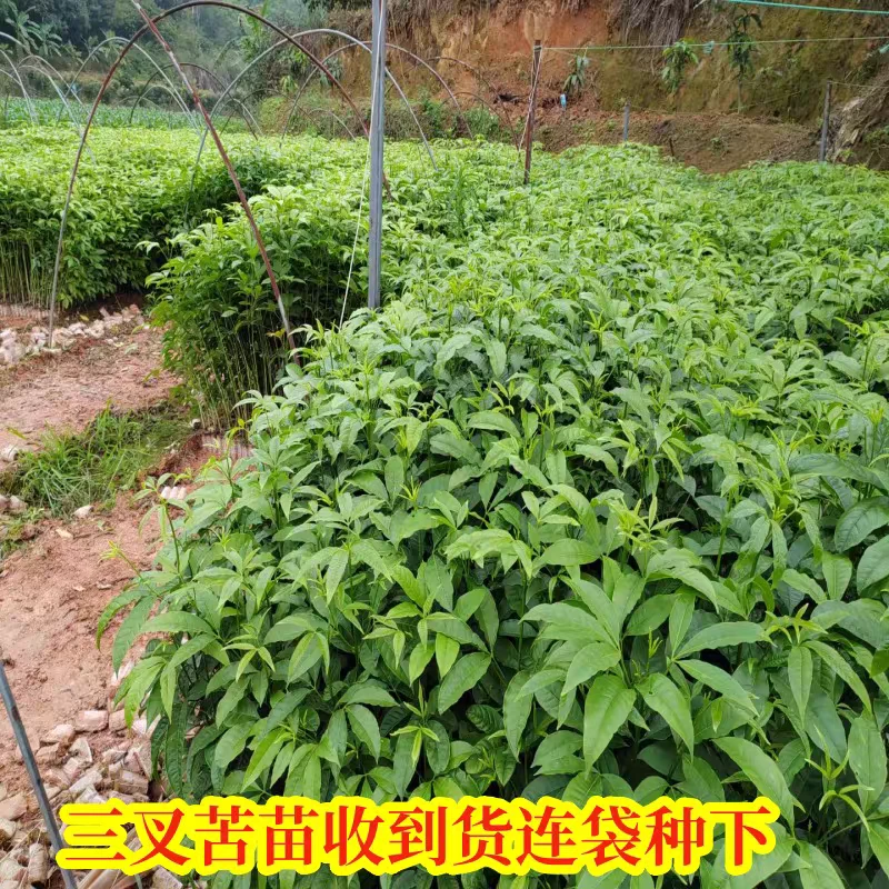三叉苦苗三桠苦苗三丫苦药材树苗落叶鸡骨树广西包邮好种易活