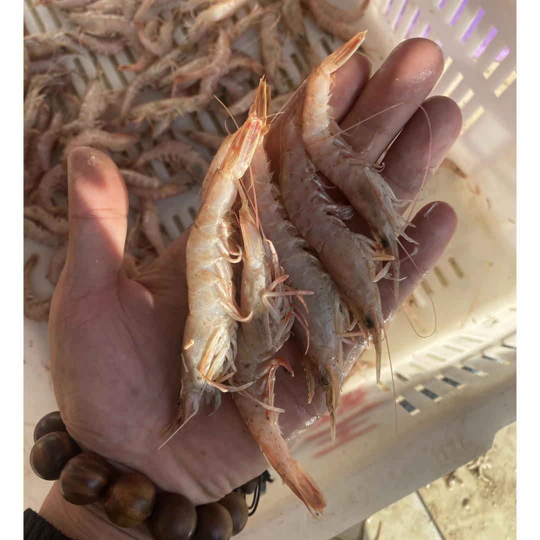 青岛沙子口蛎虾 人工挑选 尽量找的大的 也会有部分小的