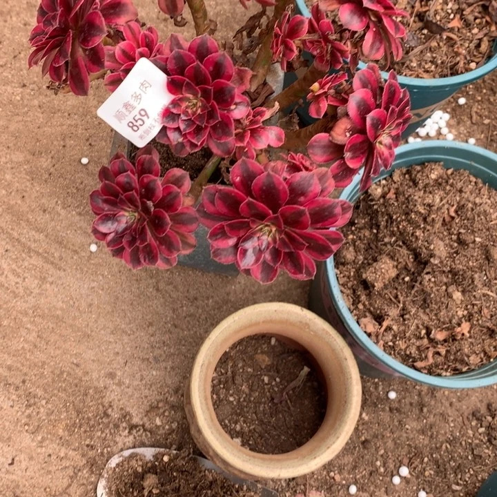 闭***宝859黑同多肉植物