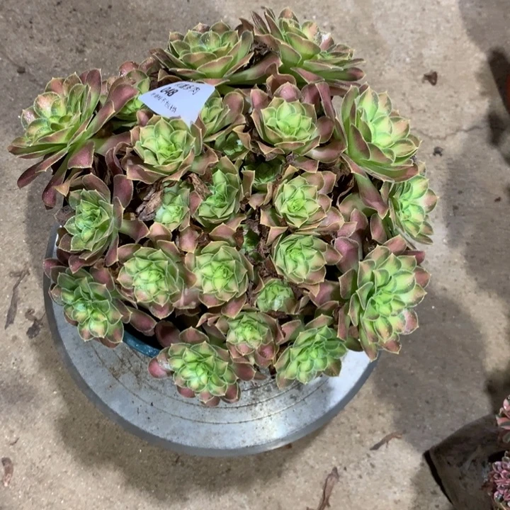 048韶华多肉特价包邮