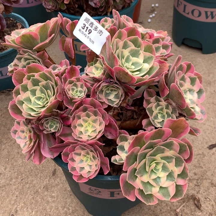 319粉女巫多肉特价包邮