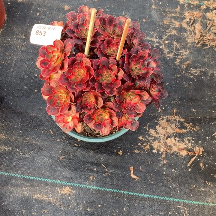 853香奈多肉植物