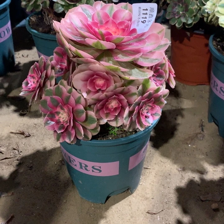1119倾城多肉植物
