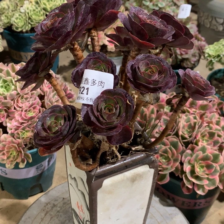 921玫瑰多肉植物