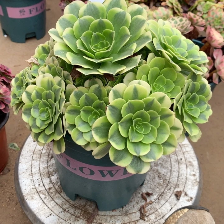 266绿豆沙多肉特价包邮