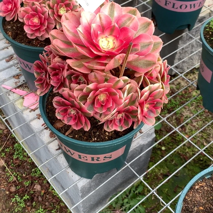 578倾城多肉植物