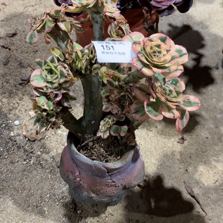 简*151艳子锦缀多肉特价包邮