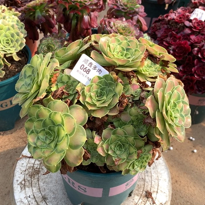 068韶华多肉特价包邮