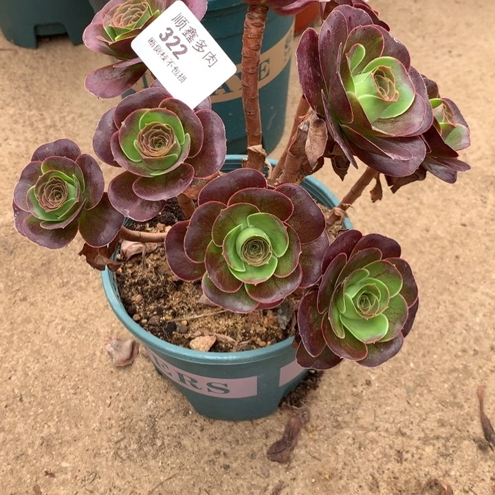 322玫瑰多肉特价包邮
