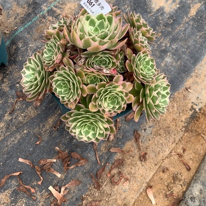061海王多肉植物