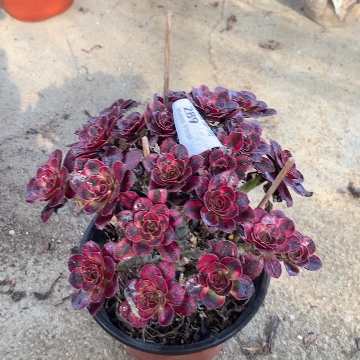 289香奈多肉特价包邮