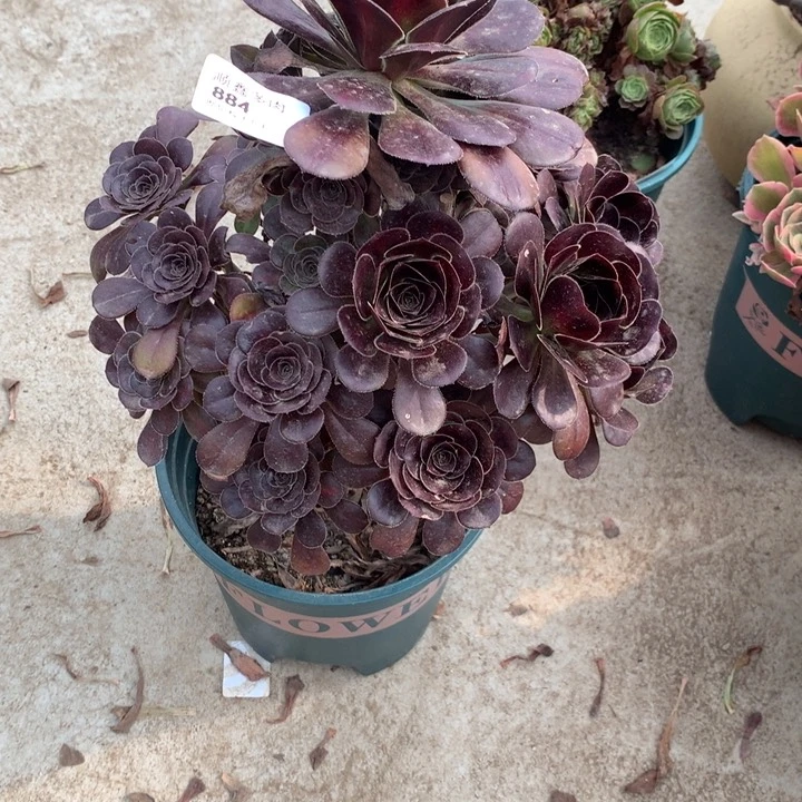 884晚霞多肉特价包邮