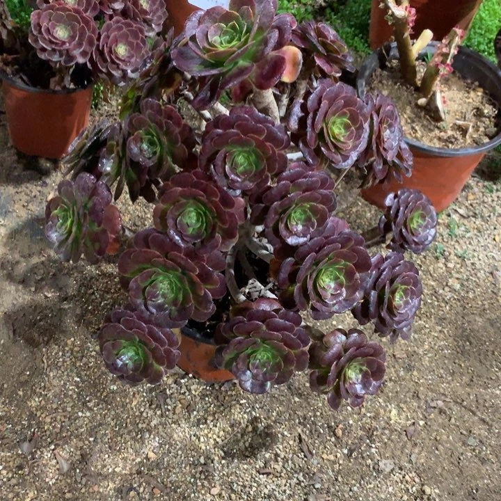 大*735黑萝莉多肉植物