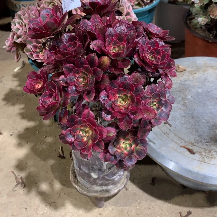 用****6119香奈多肉植物