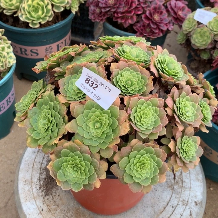 832原始翡翠冰多肉植物