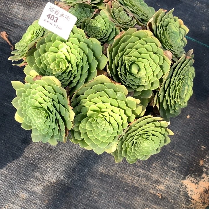403原始翡翠冰多肉特价包邮
