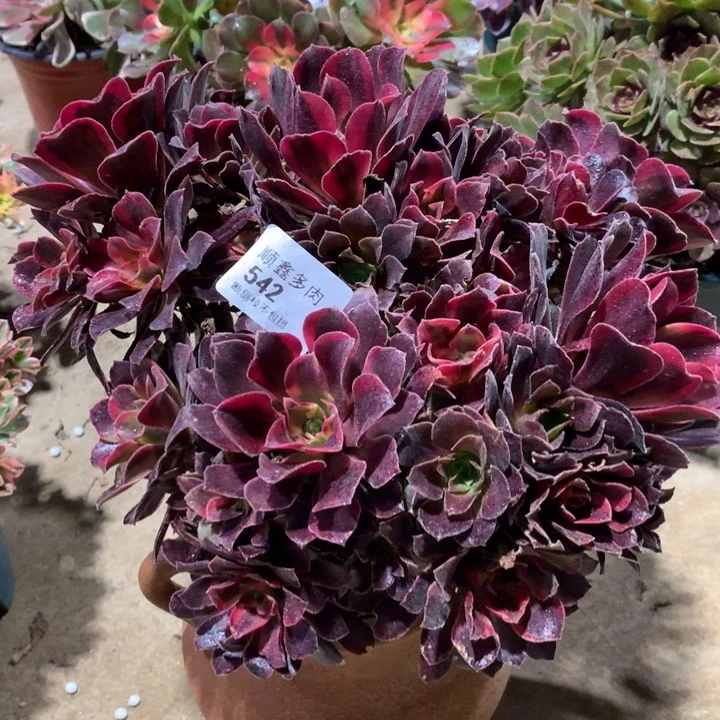 542蒙娜丽莎多肉植物