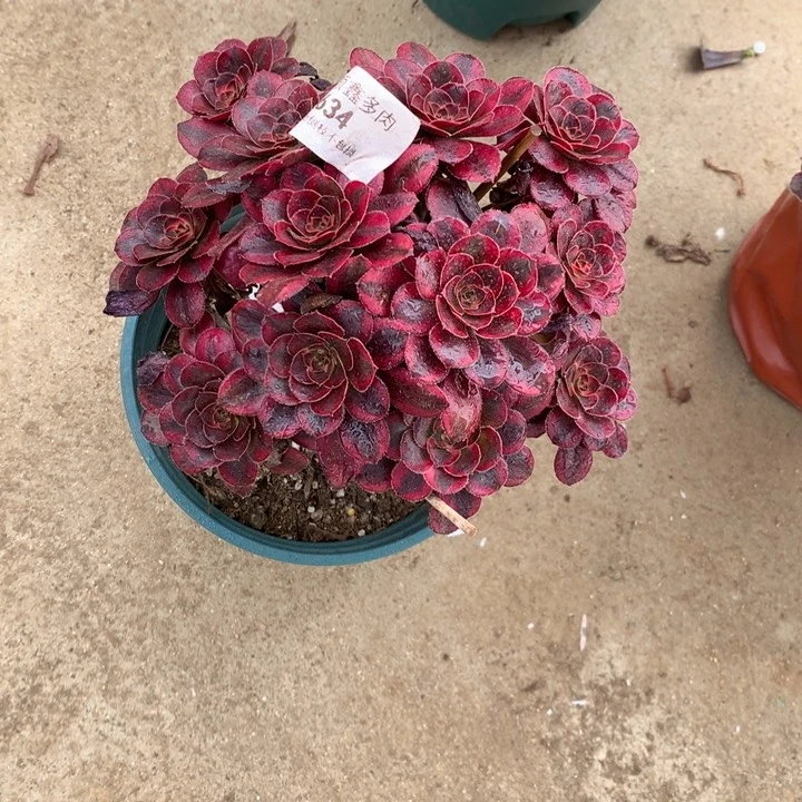 634香奈多肉植物