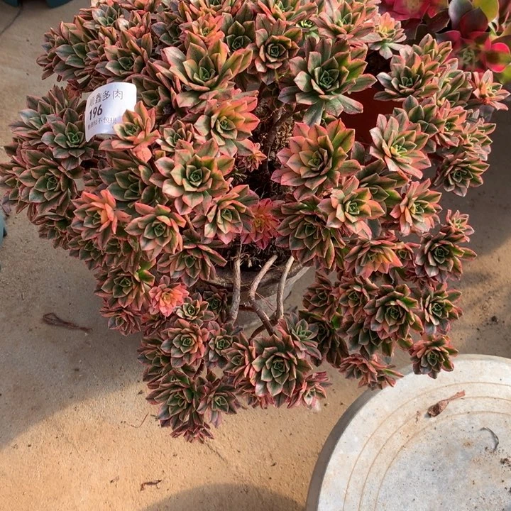 196甜茶多肉植物