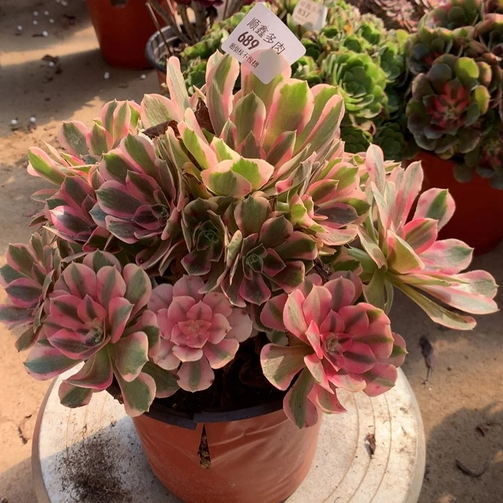 689粉女郎多肉植物