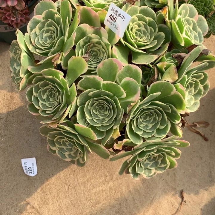 400雨花石多肉特价包邮