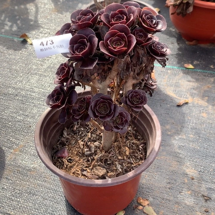 473黑圆叶多肉特价包邮