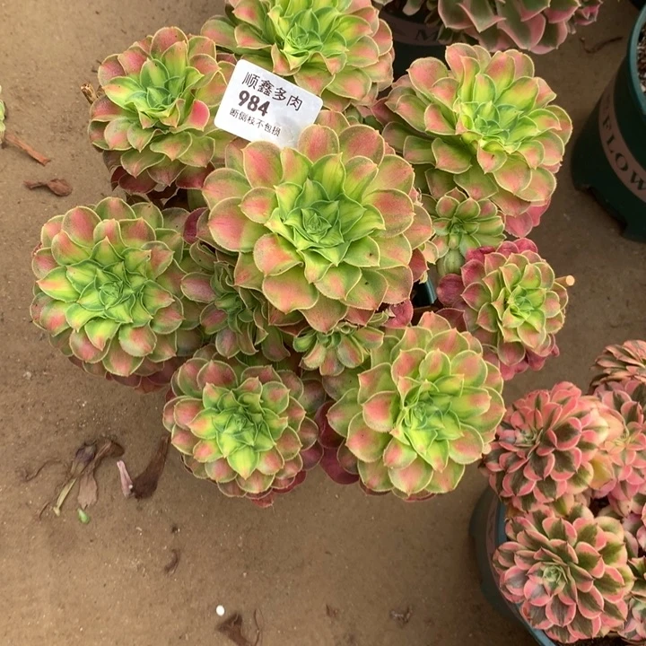 燕*984韶华多肉植物