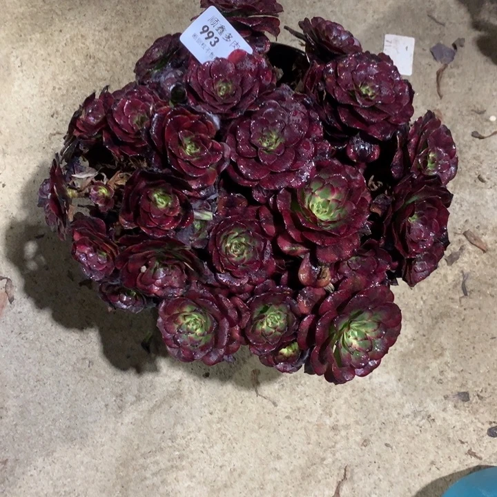993美肌多肉植物特价包邮不售后