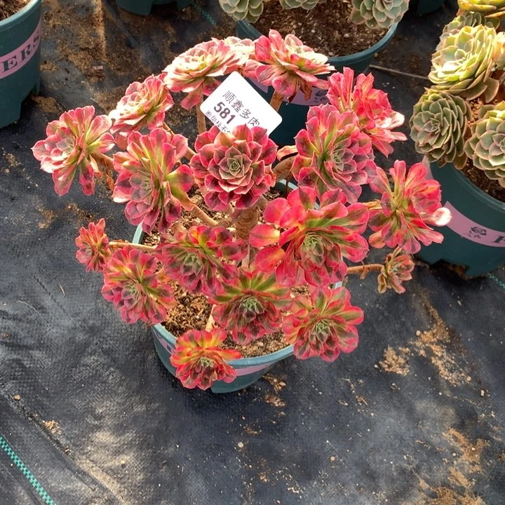 君*羊581祝融多肉植物